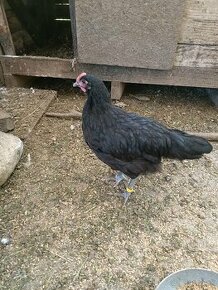 Australorp - Leghorn