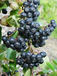 Aronia čiernoplodová