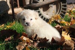 X Golden retriever/Zlaty retriever