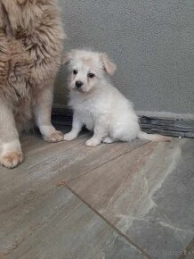 X Golden retriever/Zlaty retriever