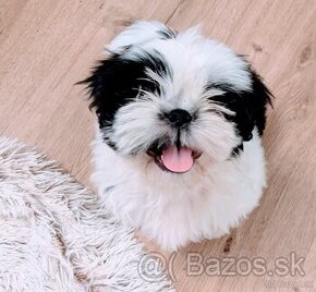 Rozkošné šteniatko Shih Tzu hľadá milujúci domov