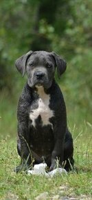 Cane Corso s PP (FCI)