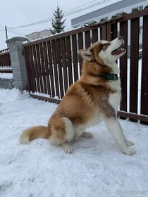 Sibírsky Husky krytie