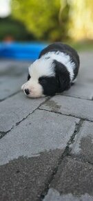 Border collie štěňata