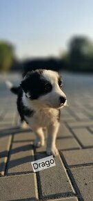 Border collie štěňata