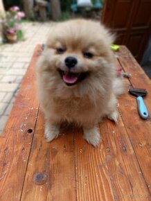 Pomeranian s PP