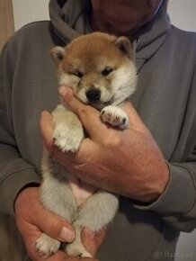 Shiba inu s PP FCI