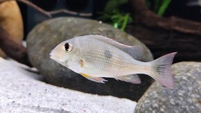 Geophagus red Head Tapajos