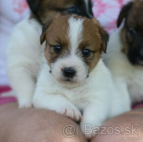 Jack Russell teriér s průkazem původu JIŽ K ODBĚRU