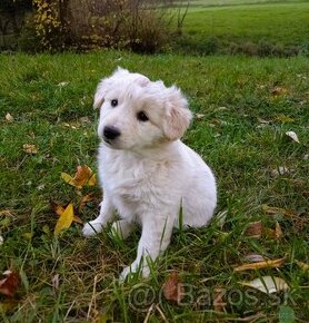 Darujem rozkošné šteniatka - mix špic / labrador