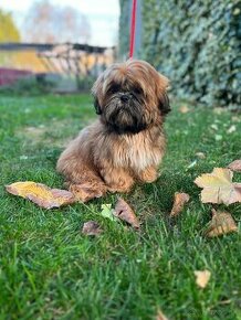 Shih-tzu s PP (shi-cu, shih tzu, shih-tzu, shi-cu, shi-tzu)