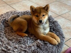 Shiba Inu