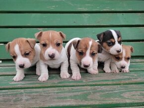 Jack  russel teriér