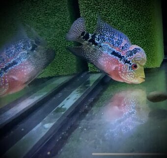 Flowerhorn samička SRD