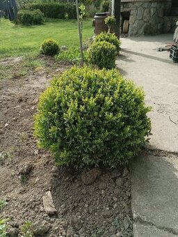 Buxus,krušpán ,živý plot,okrasné rastliny  výsatba