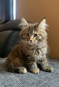 Mainská Mývalia,Maine Coon,Mainské Mývalie