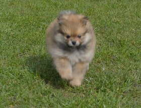 Pomeranian