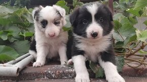 Border kolia blue merle