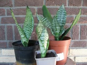 Svokrin jazyk - Sansevieria/Dracaena trifasciata