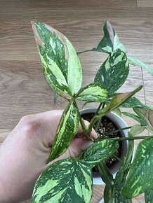 Syngonium red spot tricolor