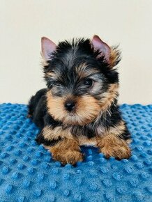 Yorkshire terrier