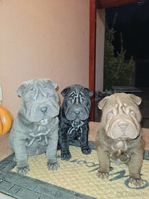 Sharpei štenniatka