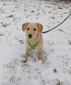 Darujem šteniatko - sučka Sandy - mini labrador / retriever