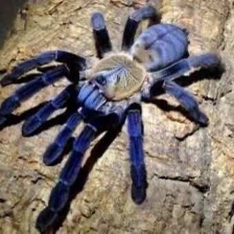 Cyriopagopus sp.Hati Hati