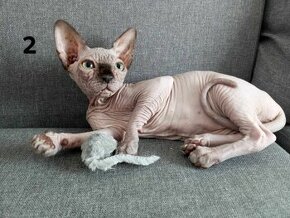 Mačiatka Kanadský sphynx