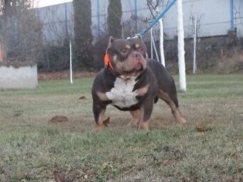 American bully