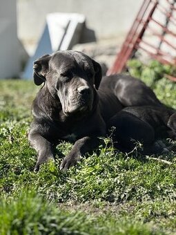 Cane Corso