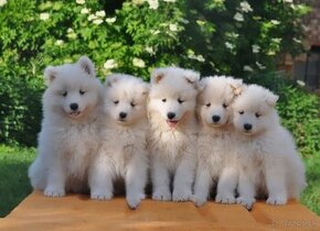 Samojed šteniatka s rodokmeňom