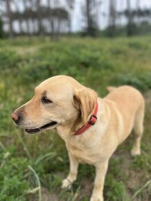 Šteniatka Labrador