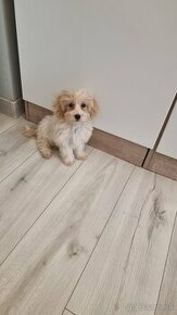 Maltipoo f1