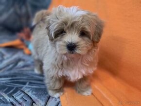 Malripoo