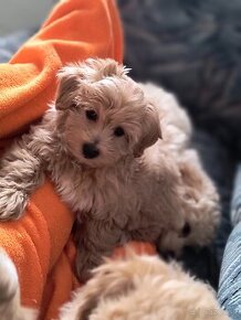 Malripoo