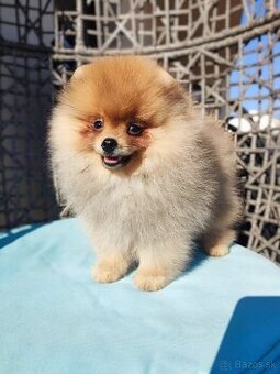 Pomeranian