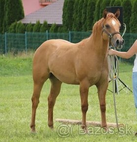 WOODY ROYALTY SPARK - QH AQHA