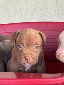 American Bully pocket