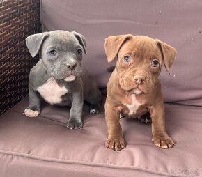 American Bully pocket