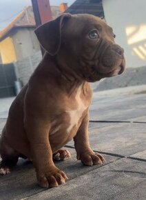 American Bully pocket