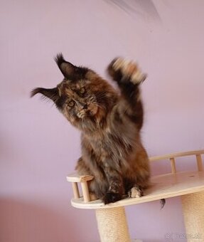 Maine Coon s PP