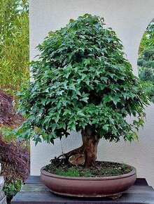 Javor buergerov - bonsai - 1