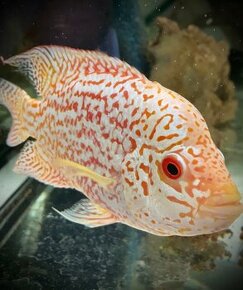 Full Mask Flowerhorn Fireman s Dream Kamfa - 1