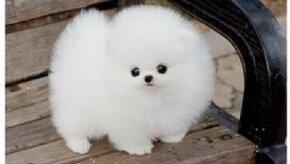 Mini pomeranianské šteniatko