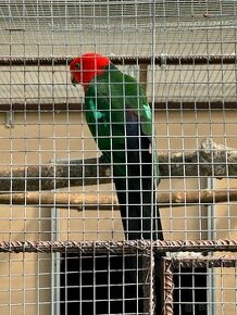 Papagáj Kráľovský
