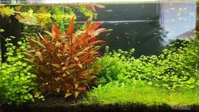 Filter FLUVAL C2 - 1