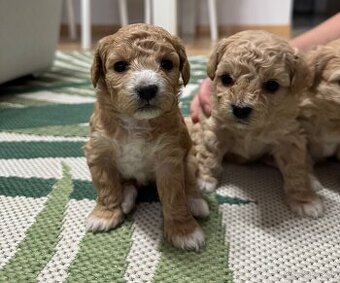 bichpoo/maltipoo