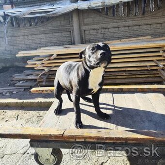 Stafordšírský bulteriér bullterrier pekny