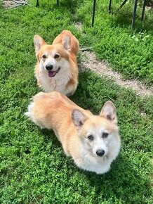 Welsh corgi pembroke